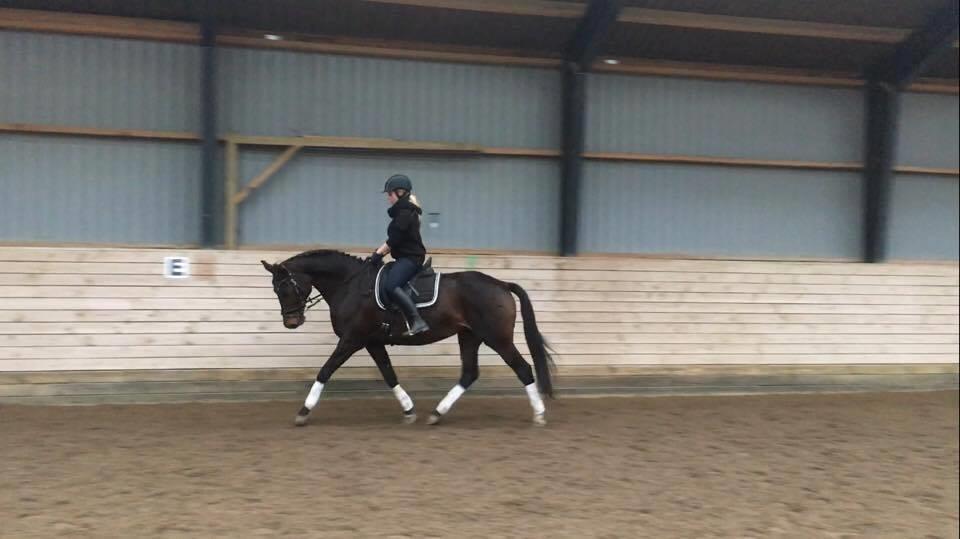 Dansk Varmblod Lærkegaardens Ladylike billede 2