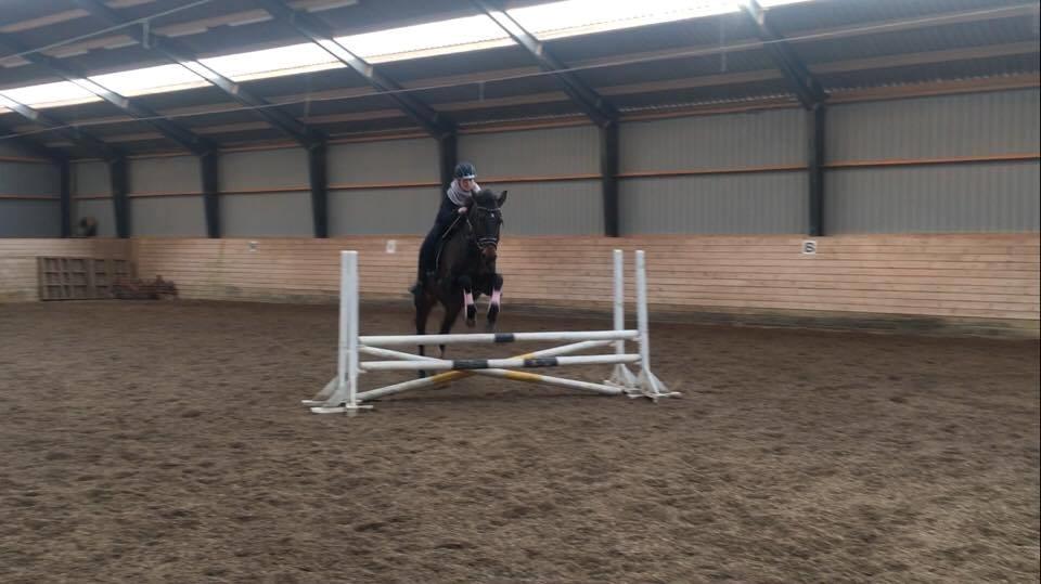 Dansk Varmblod Lærkegaardens Ladylike billede 8