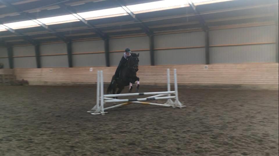 Dansk Varmblod Lærkegaardens Ladylike billede 12