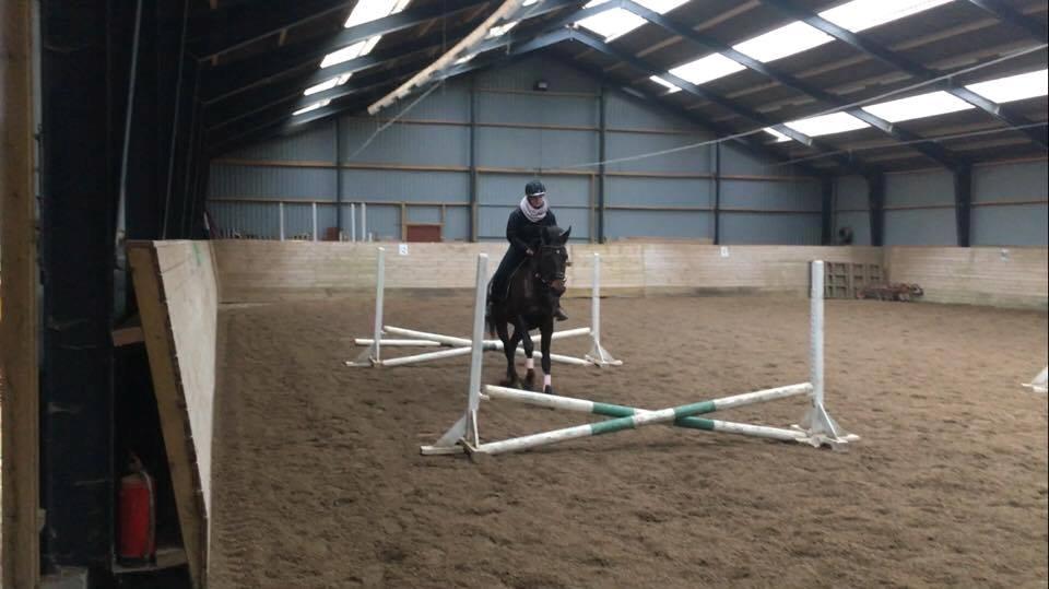 Dansk Varmblod Lærkegaardens Ladylike billede 13