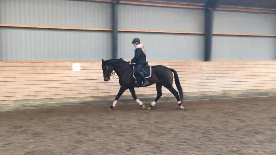 Dansk Varmblod Lærkegaardens Ladylike billede 15