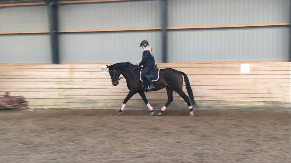 Dansk Varmblod Lærkegaardens Ladylike billede 16