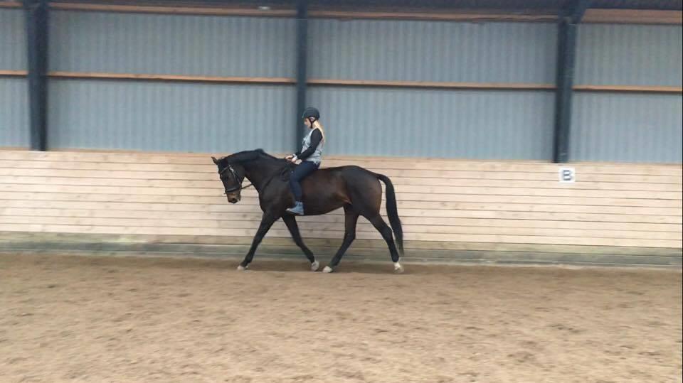 Dansk Varmblod Lærkegaardens Ladylike billede 11