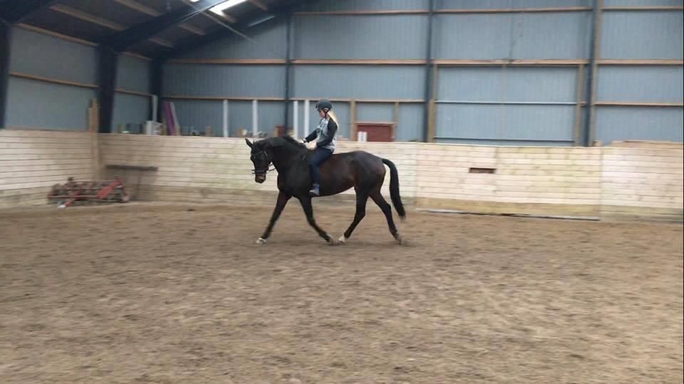 Dansk Varmblod Lærkegaardens Ladylike billede 17