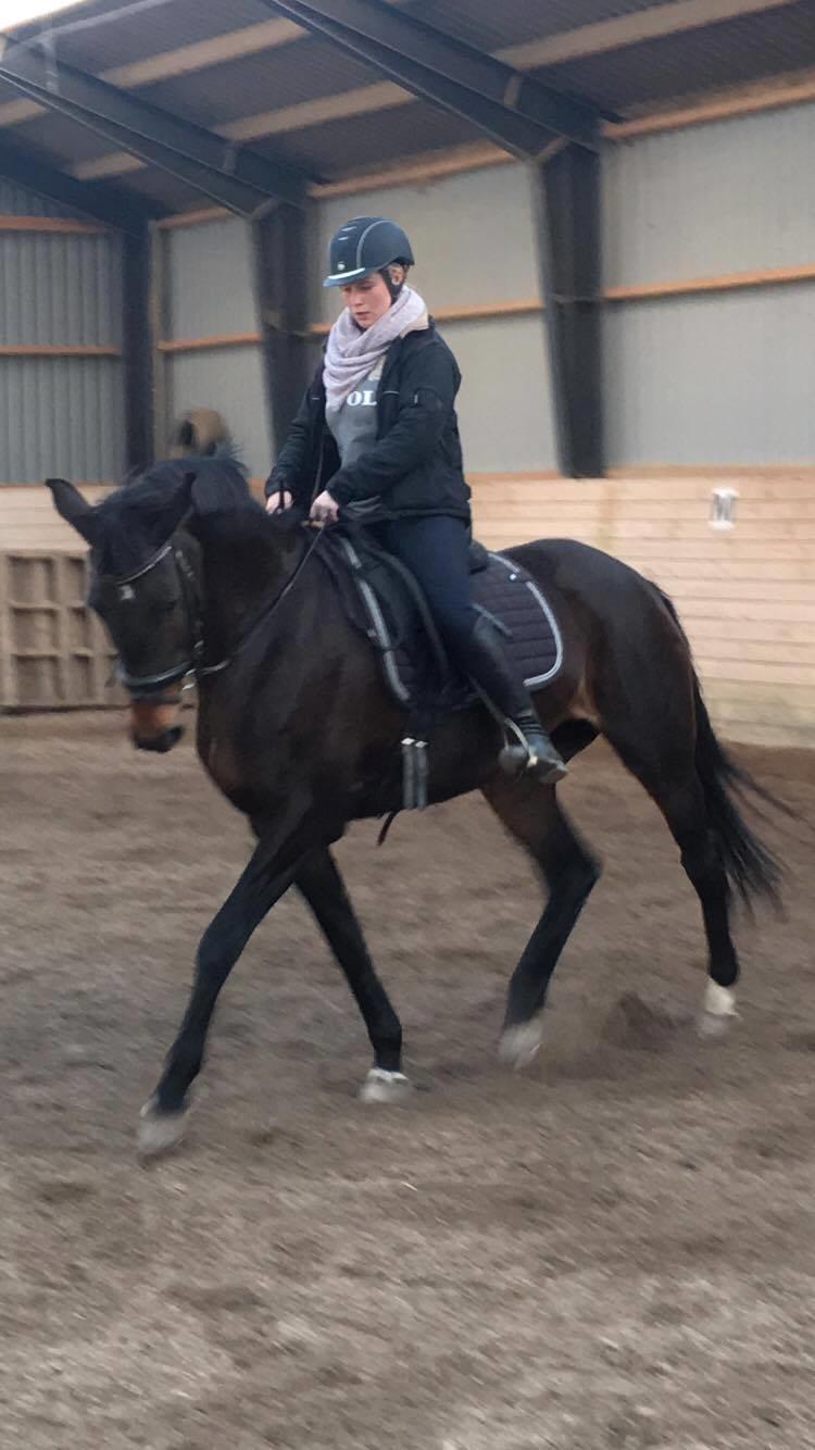 Dansk Varmblod Lærkegaardens Ladylike billede 7