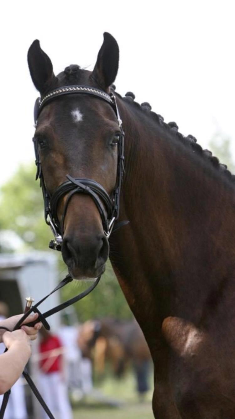 Dansk Varmblod Lærkegaardens Ladylike billede 9