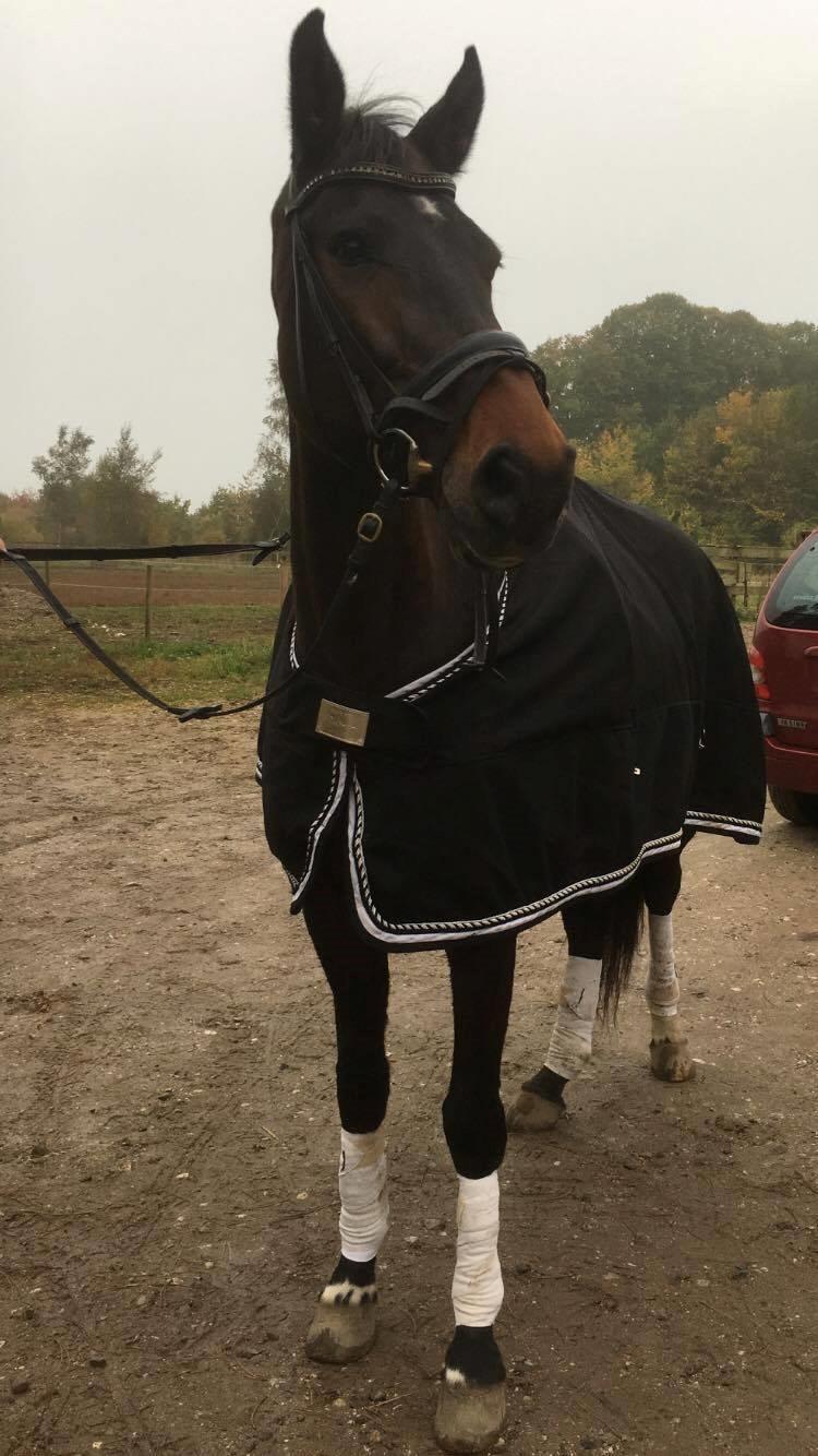 Dansk Varmblod Lærkegaardens Ladylike billede 14