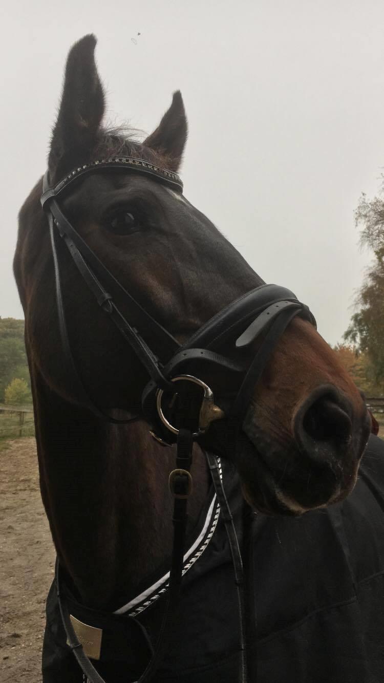 Dansk Varmblod Lærkegaardens Ladylike billede 18