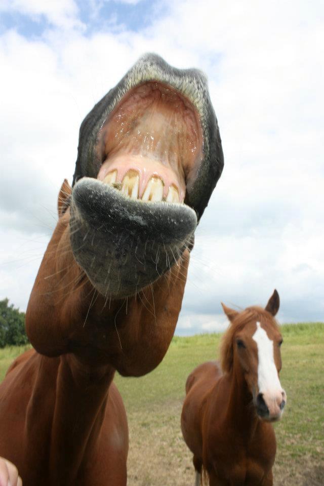 Dansk Varmblod Bøgegårdens Wicktor billede 1