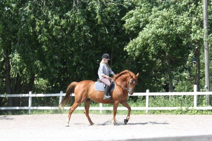 Dansk Varmblod Bøgegårdens Wicktor billede 3