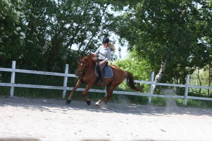 Dansk Varmblod Bøgegårdens Wicktor billede 4