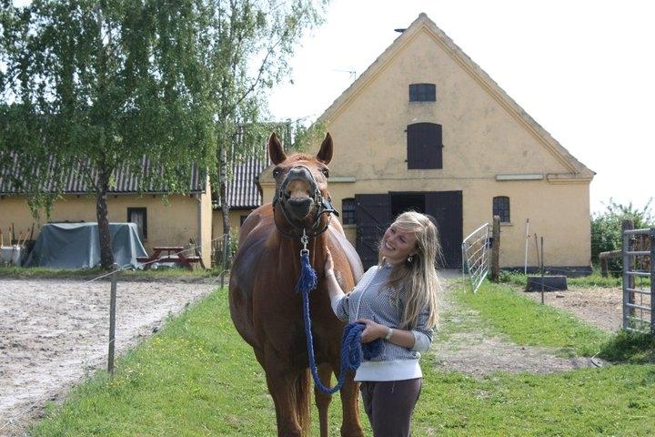 Dansk Varmblod Bøgegårdens Wicktor billede 5