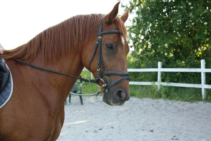 Dansk Varmblod Bøgegårdens Wicktor billede 6