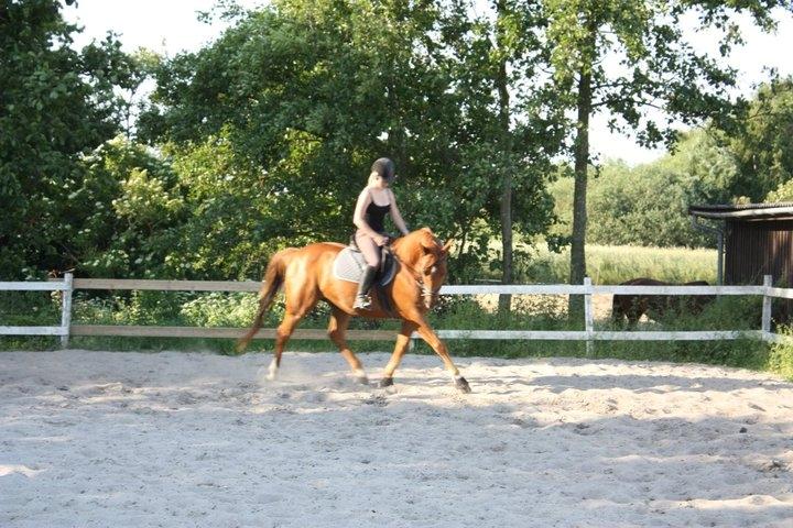 Dansk Varmblod Bøgegårdens Wicktor billede 7
