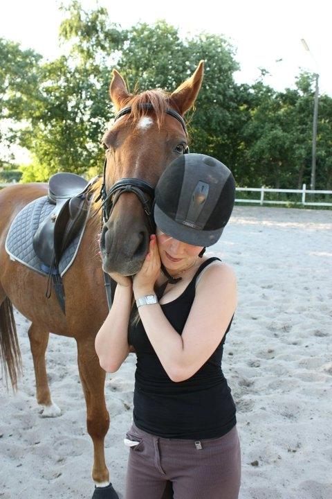 Dansk Varmblod Bøgegårdens Wicktor billede 8