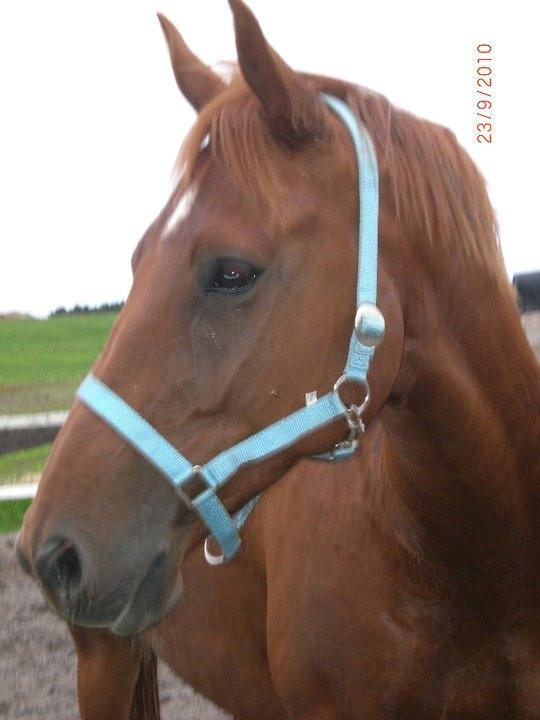 Dansk Varmblod Bøgegårdens Wicktor billede 9