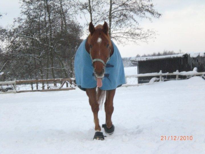 Dansk Varmblod Bøgegårdens Wicktor billede 11