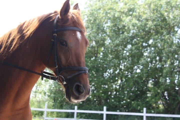 Dansk Varmblod Bøgegårdens Wicktor billede 2