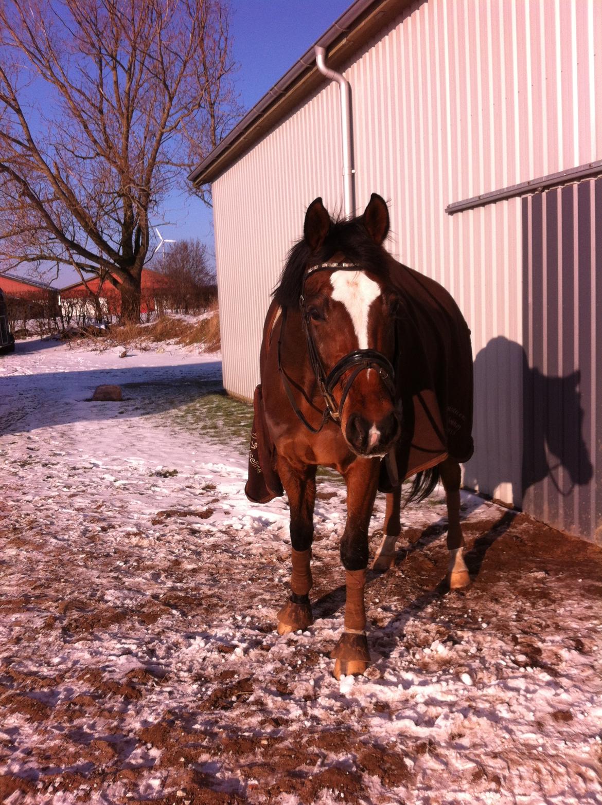 Dansk Varmblod Dragonfly graftebjerg billede 2