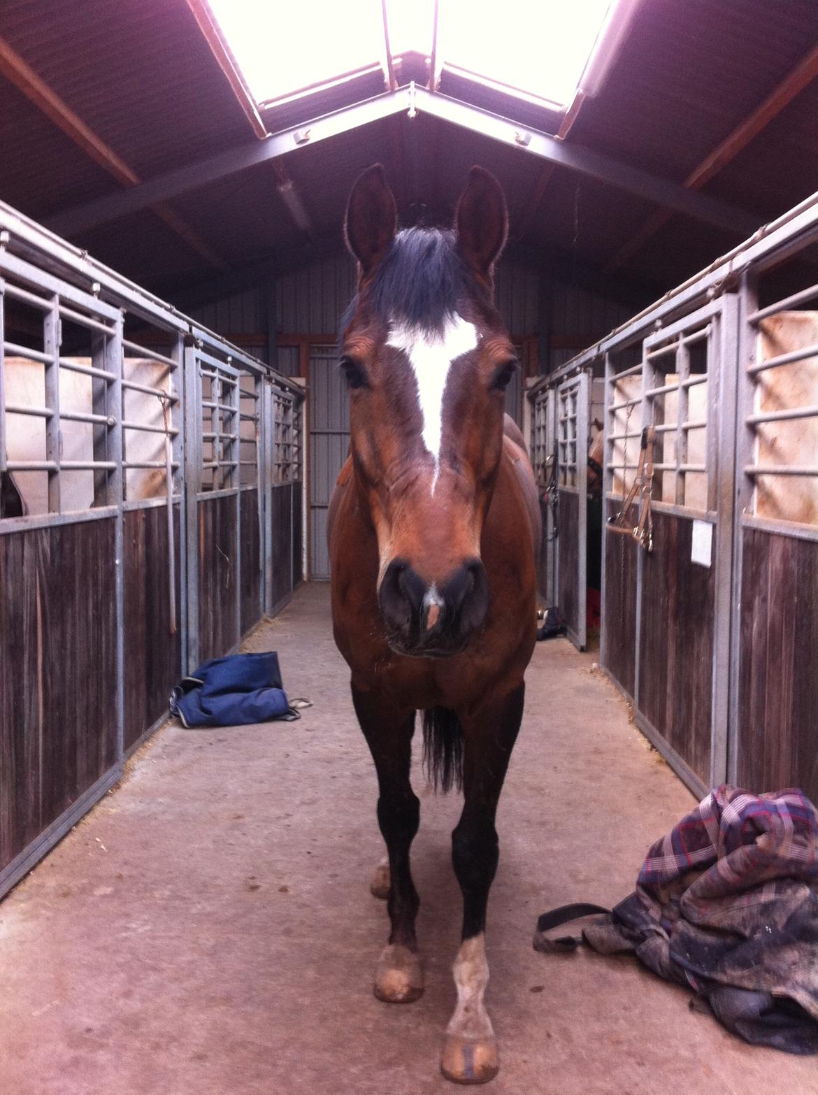 Dansk Varmblod Dragonfly graftebjerg billede 3