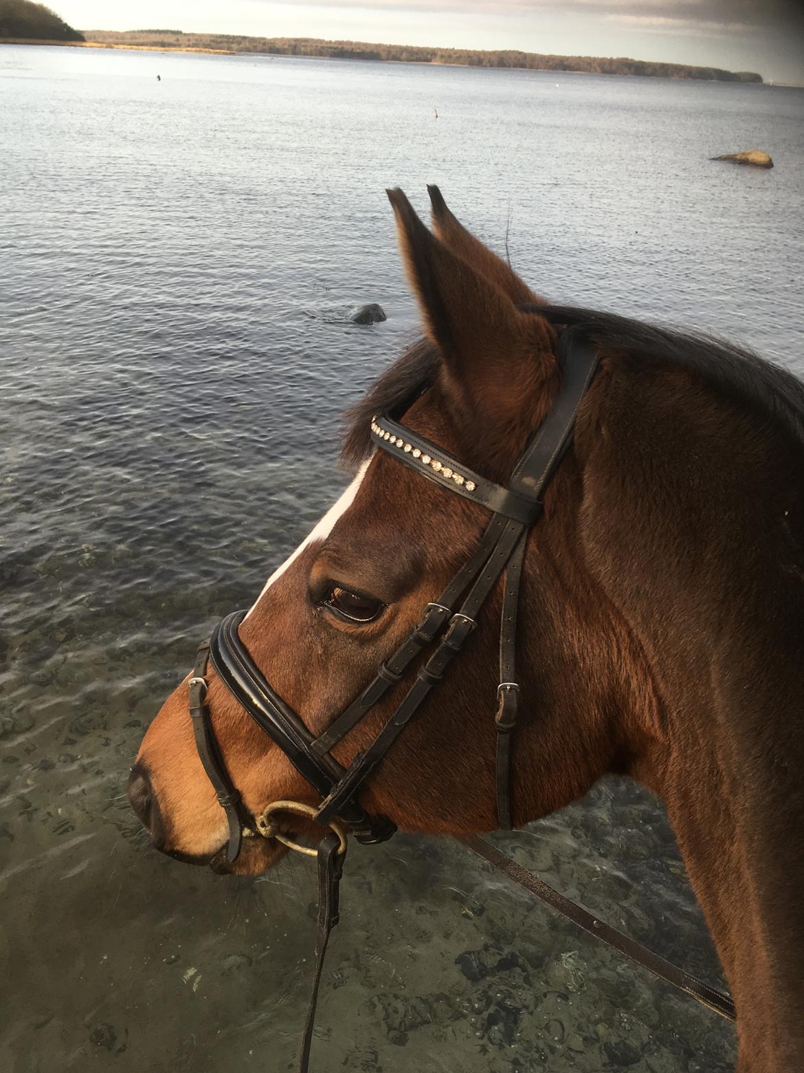 Dansk Varmblod Dragonfly graftebjerg billede 4