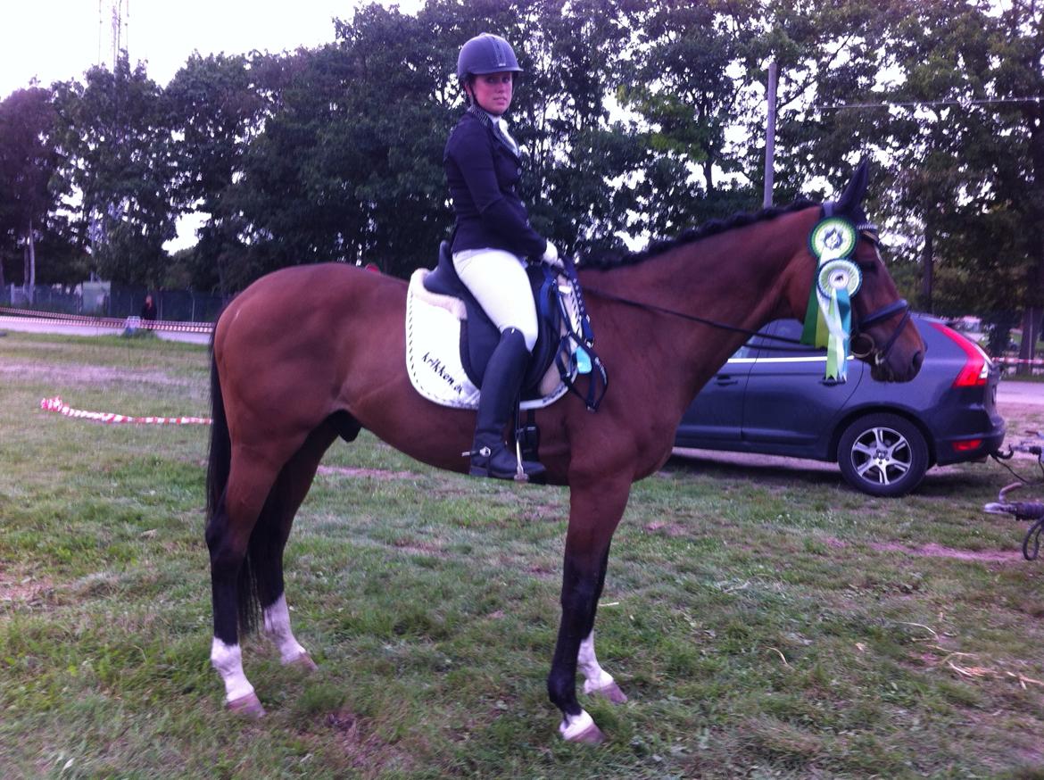 Dansk Varmblod Dragonfly graftebjerg billede 6