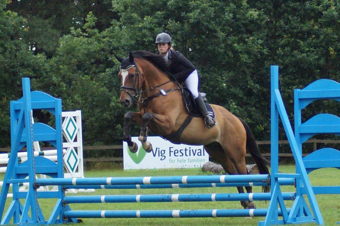 Dansk Varmblod Dragonfly graftebjerg billede 7