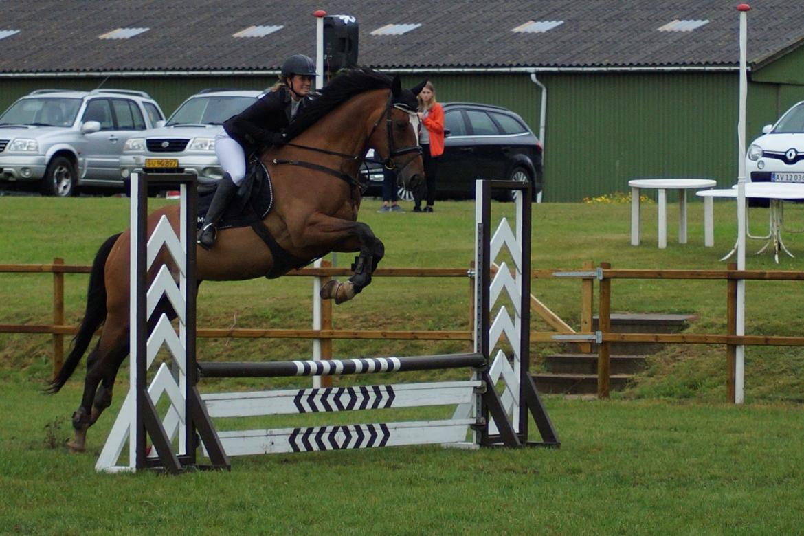 Dansk Varmblod Dragonfly graftebjerg billede 9