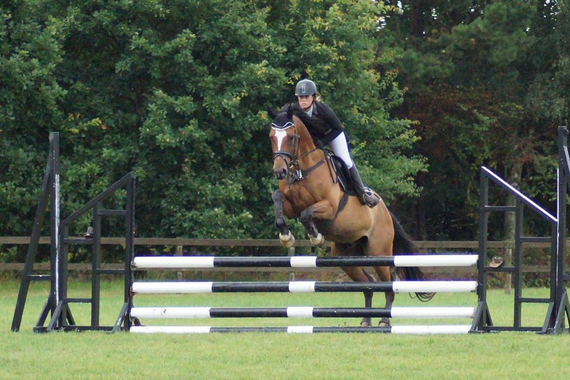 Dansk Varmblod Dragonfly graftebjerg billede 11