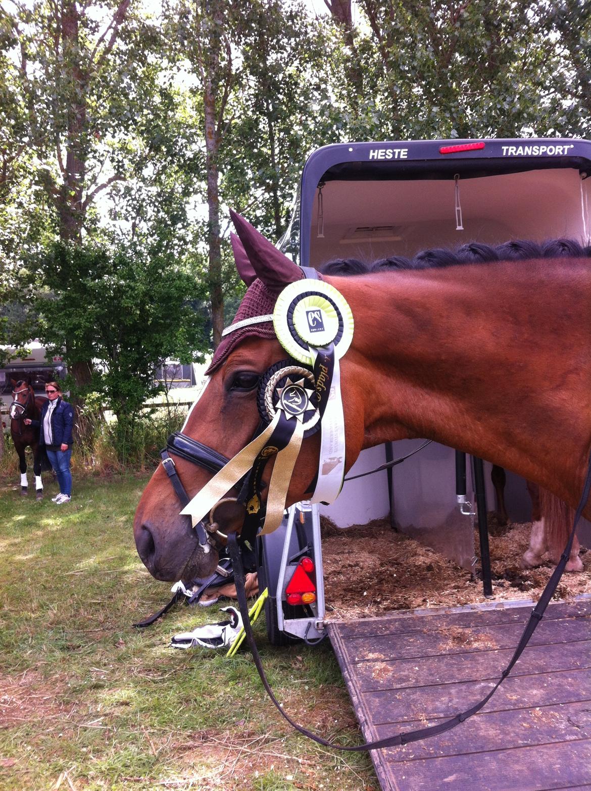 Dansk Varmblod Dragonfly graftebjerg billede 13