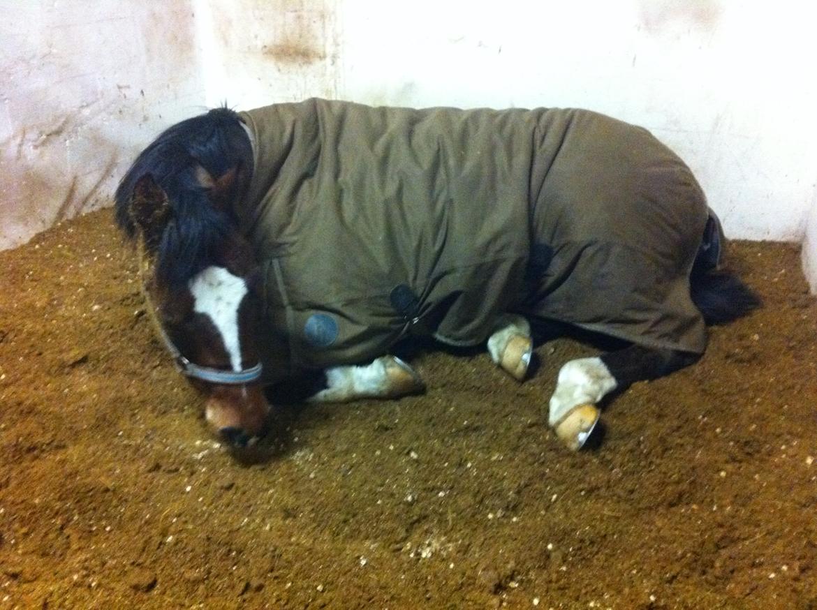 Dansk Varmblod Dragonfly graftebjerg billede 14