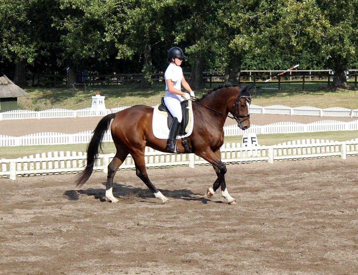 Dansk Varmblod Dragonfly graftebjerg billede 15