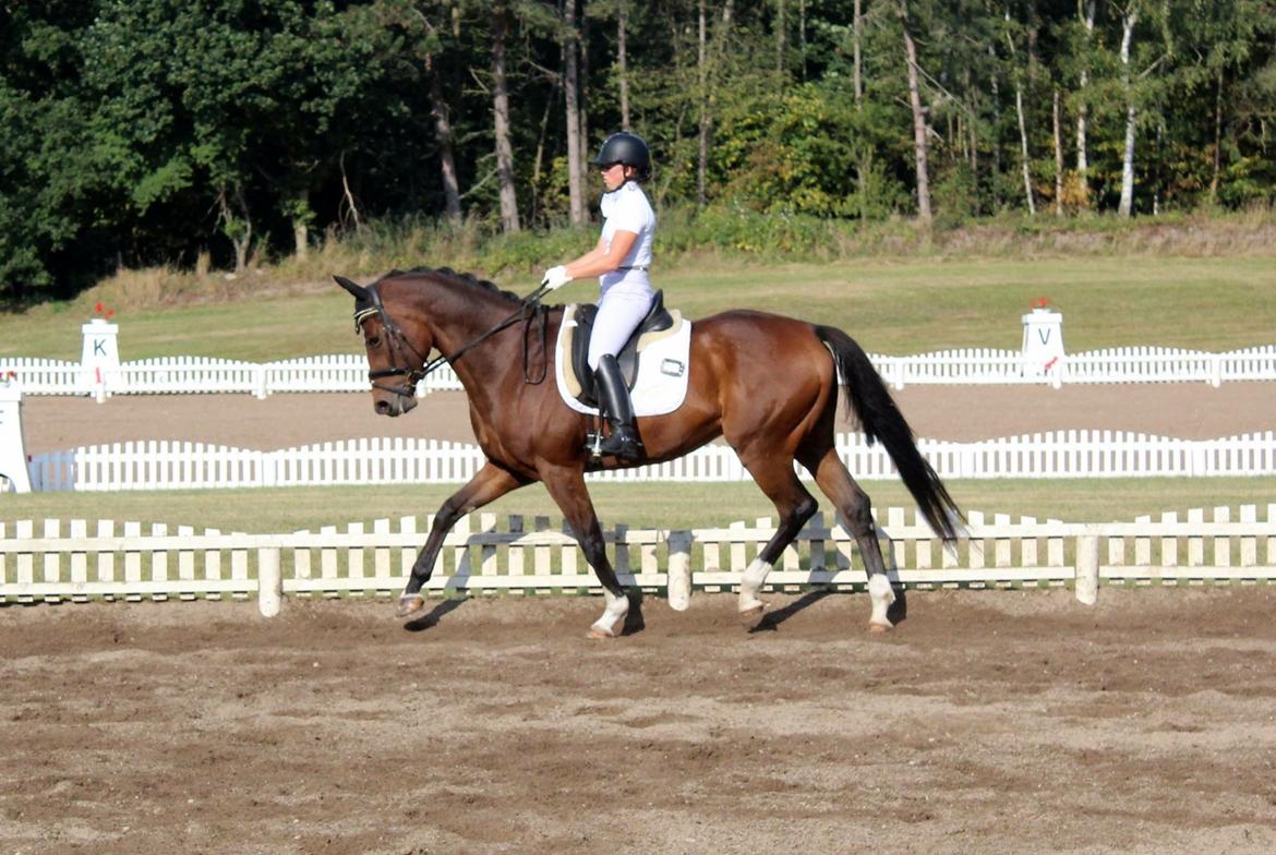 Dansk Varmblod Dragonfly graftebjerg billede 16