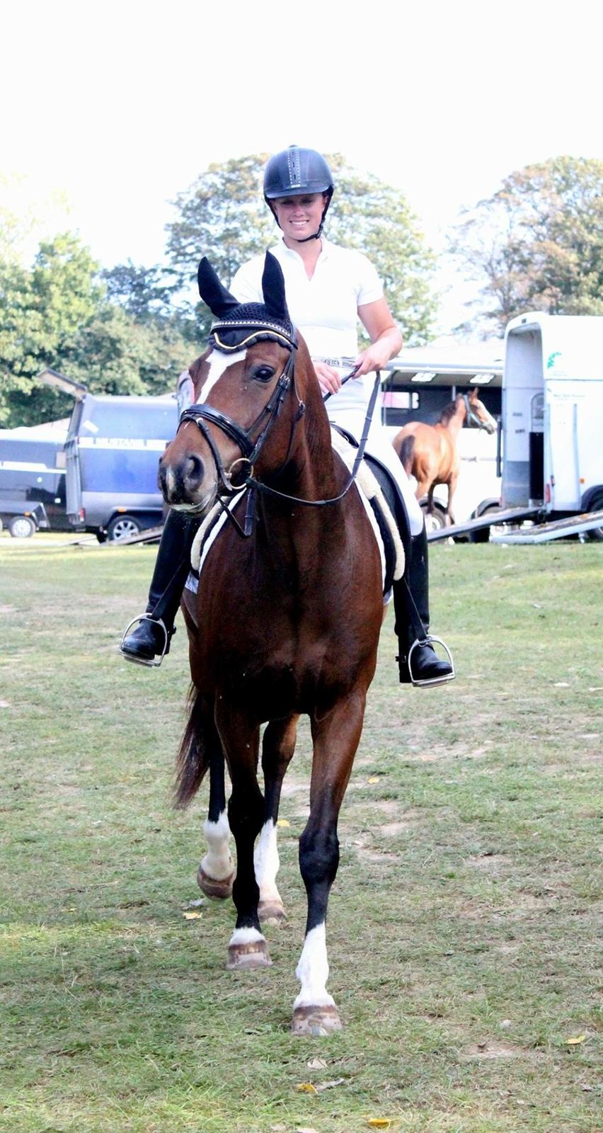 Dansk Varmblod Dragonfly graftebjerg billede 18