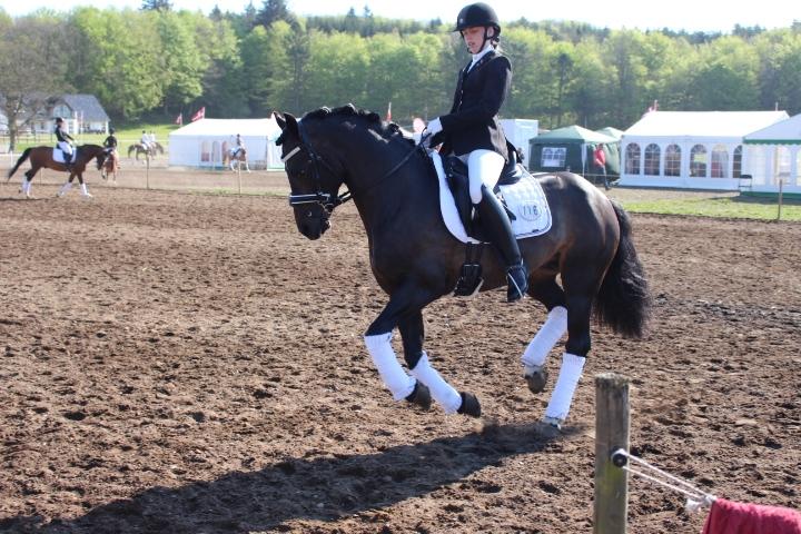 Welsh Cob (sec D) Kildegaards Ramses billede 2