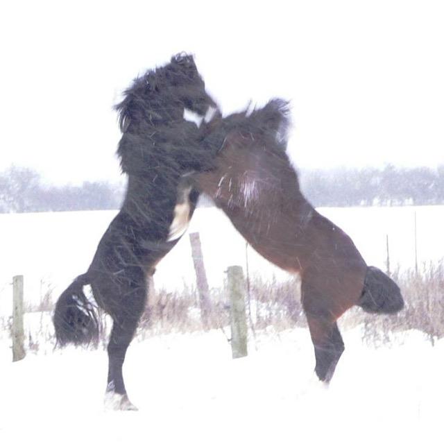 Welsh Cob (sec D) Kildegaards Ramses billede 4