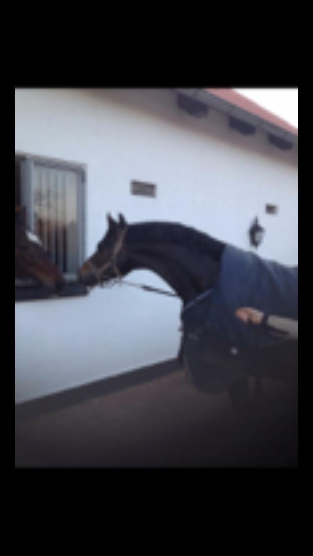 Welsh Cob (sec D) Kildegaards Ramses billede 5