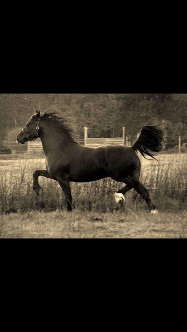 Welsh Cob (sec D) Kildegaards Ramses billede 6