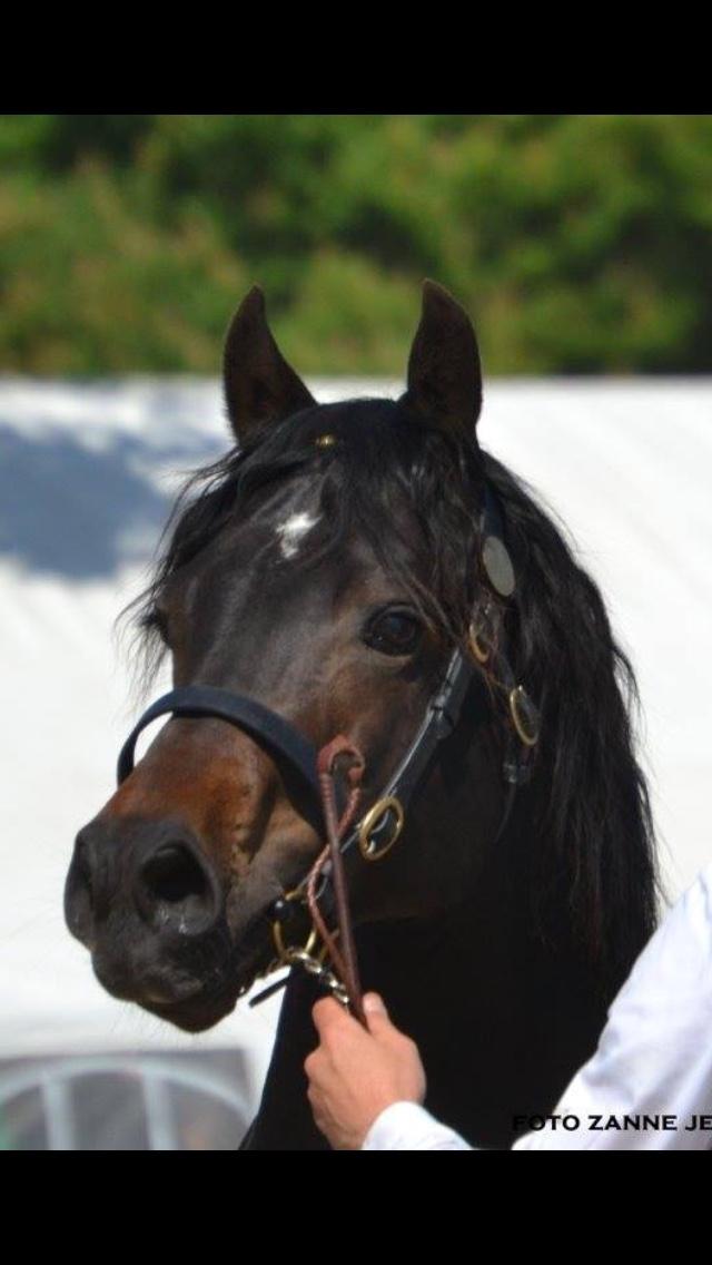 Welsh Cob (sec D) Kildegaards Ramses billede 10