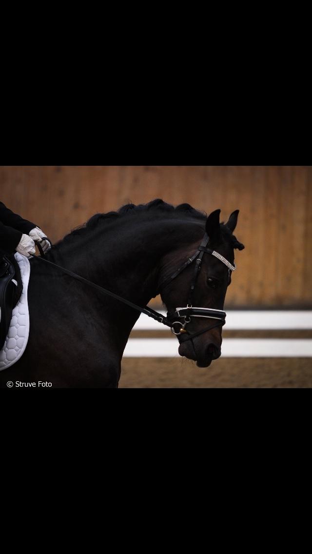 Welsh Cob (sec D) Kildegaards Ramses billede 9