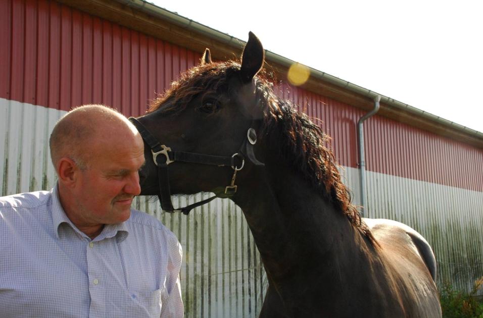 Welsh Cob (sec D) Kildegaards Ramses billede 7