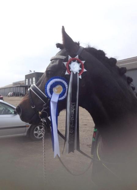 Welsh Cob (sec D) Kildegaards Ramses billede 12