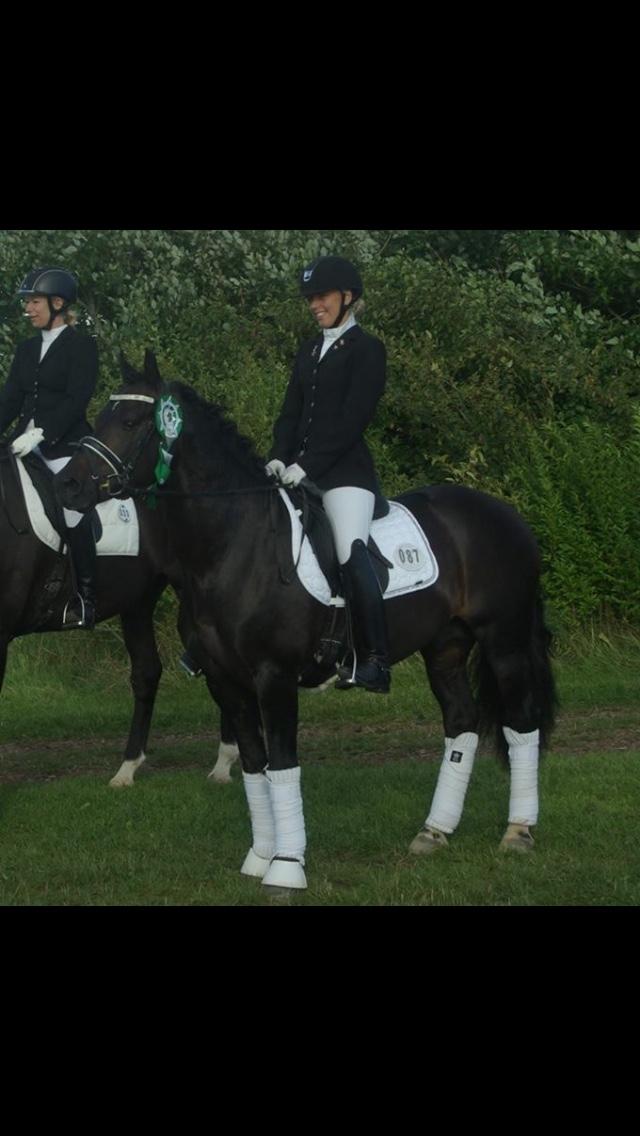 Welsh Cob (sec D) Kildegaards Ramses billede 14