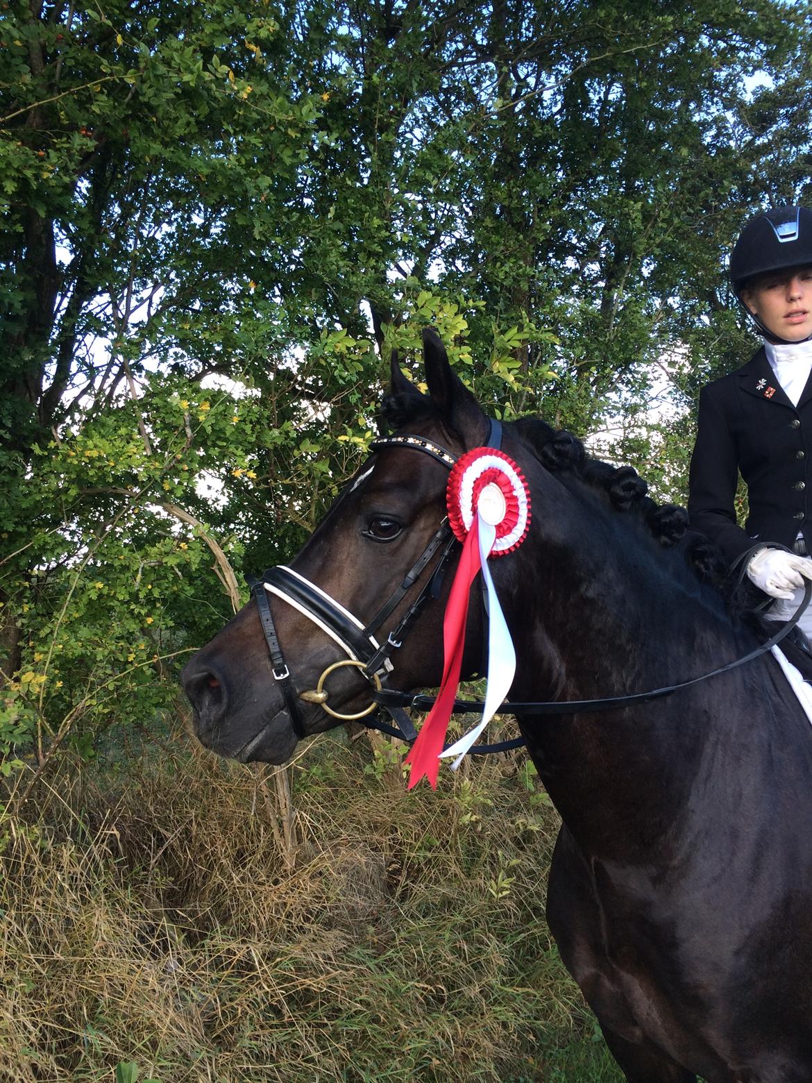 Welsh Cob (sec D) Kildegaards Ramses billede 15