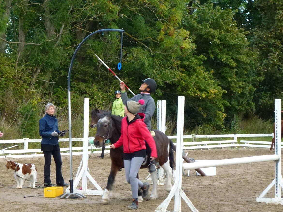 Islænder Lülli fra Krossi R.I.P  billede 15