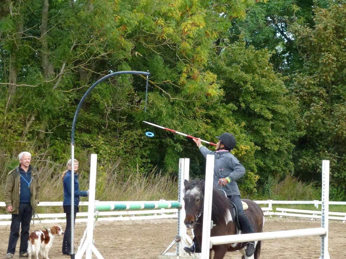 Islænder Lülli fra Krossi R.I.P  billede 16