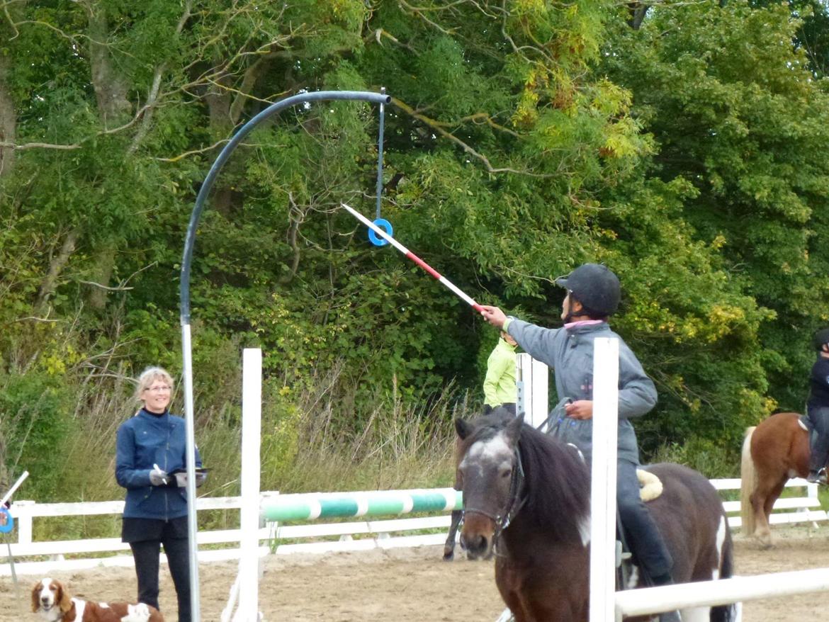 Islænder Lülli fra Krossi R.I.P  billede 17