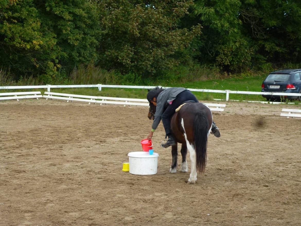 Islænder Lülli fra Krossi R.I.P  billede 18