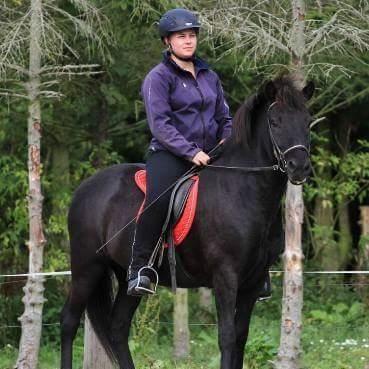 Islænder Leikur fra Worregård solgt  billede 16