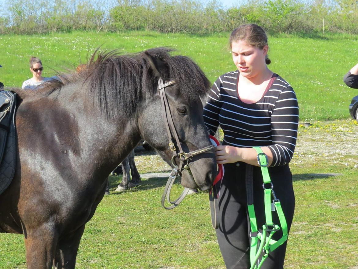Islænder Leikur fra Worregård solgt  billede 17